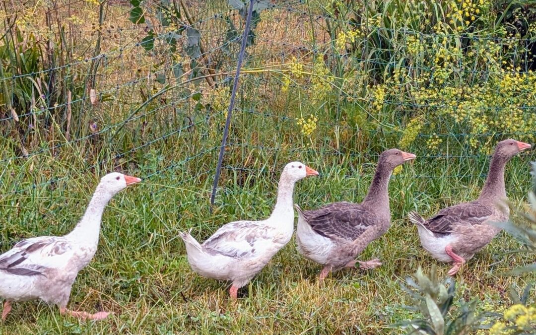 Breaking news: we’ve been goosed! Four tiny goslings have waddled into our hearts and made themselves right at home. 🪿✨ These little fluffballs are already causing a delightful ruckus, and honestly? We’re totally smitten. Here’s to more chaos, more joy, and definitely more adorable moments!