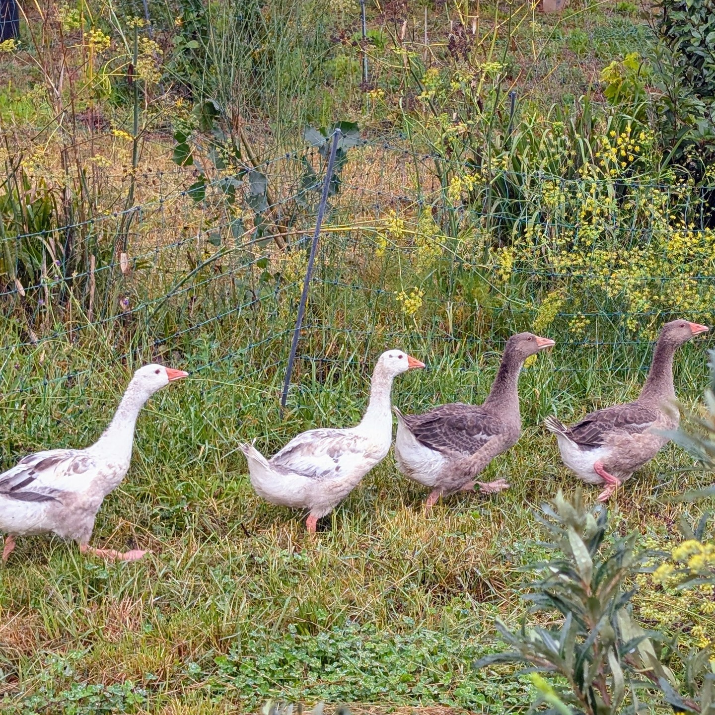 Breaking news: we’ve been goosed! Four tiny goslings have waddled into our hearts and made themselves right at home. 🪿✨ These little fluffballs are already causing a delightful ruckus, and honestly? We’re totally smitten. Here’s to more chaos, more joy, and definitely more adorable moments!