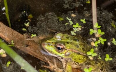 Frog watching the bridge construction works.