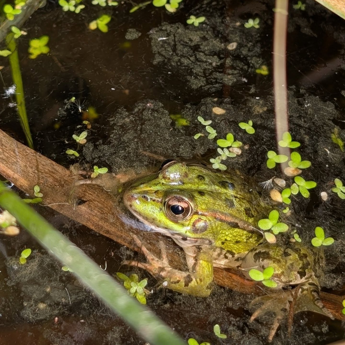 Frog watching the bridge construction works.