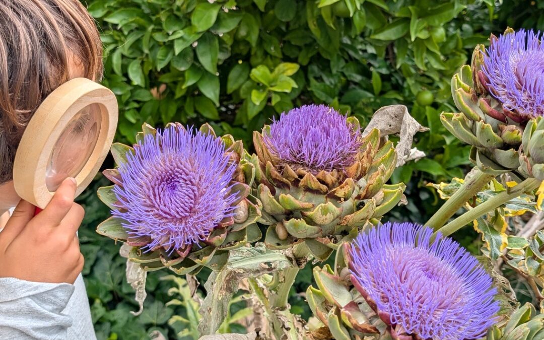 The artichokes keep blooming, attracting insects and people 😍