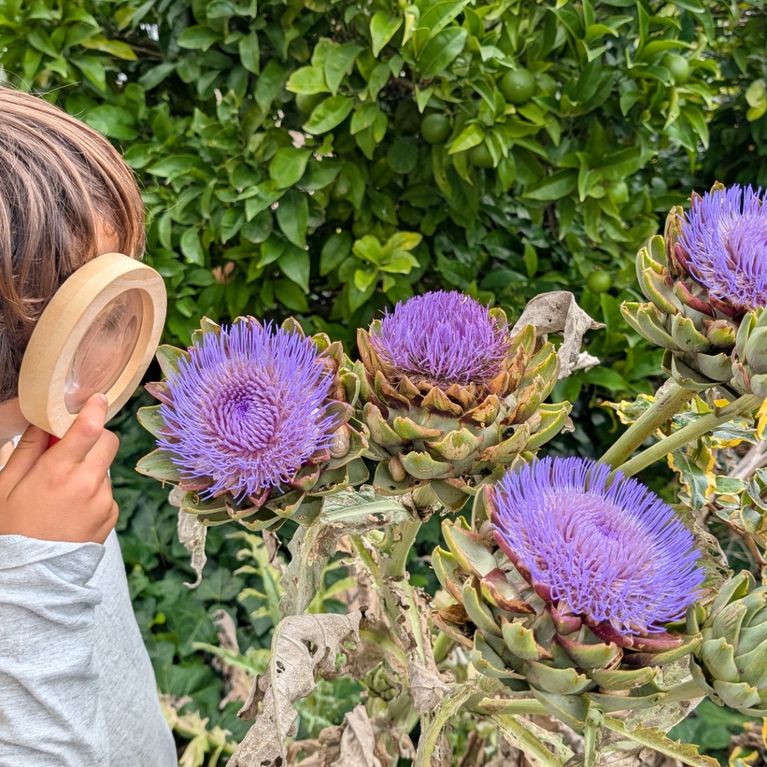 The artichokes keep blooming, attracting insects and people 😍