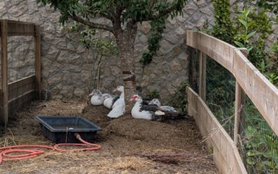 It’s hot, and the ducklings are chilling under the tree.