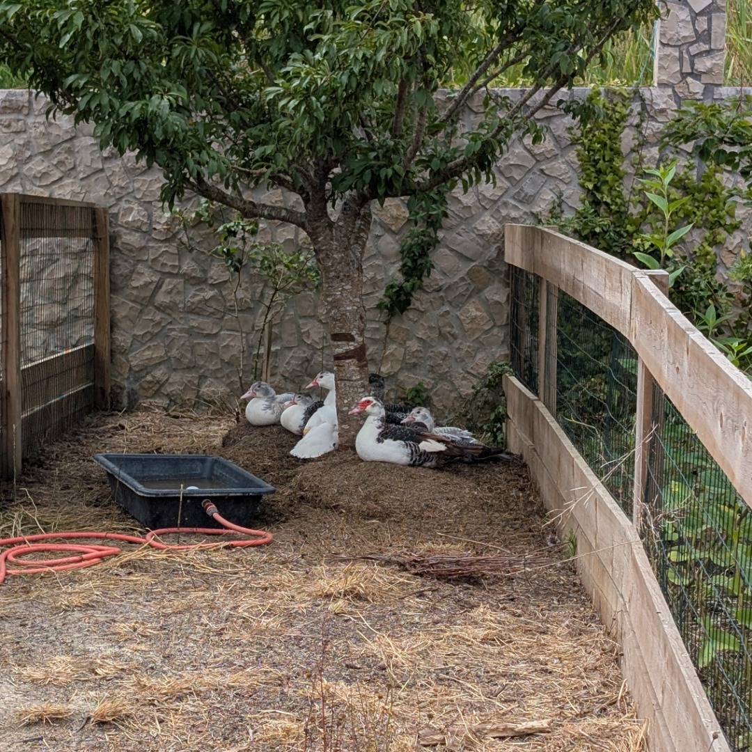 It’s hot, and the ducklings are chilling under the tree.