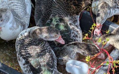 The ducks are loving the purslane/beldroega.