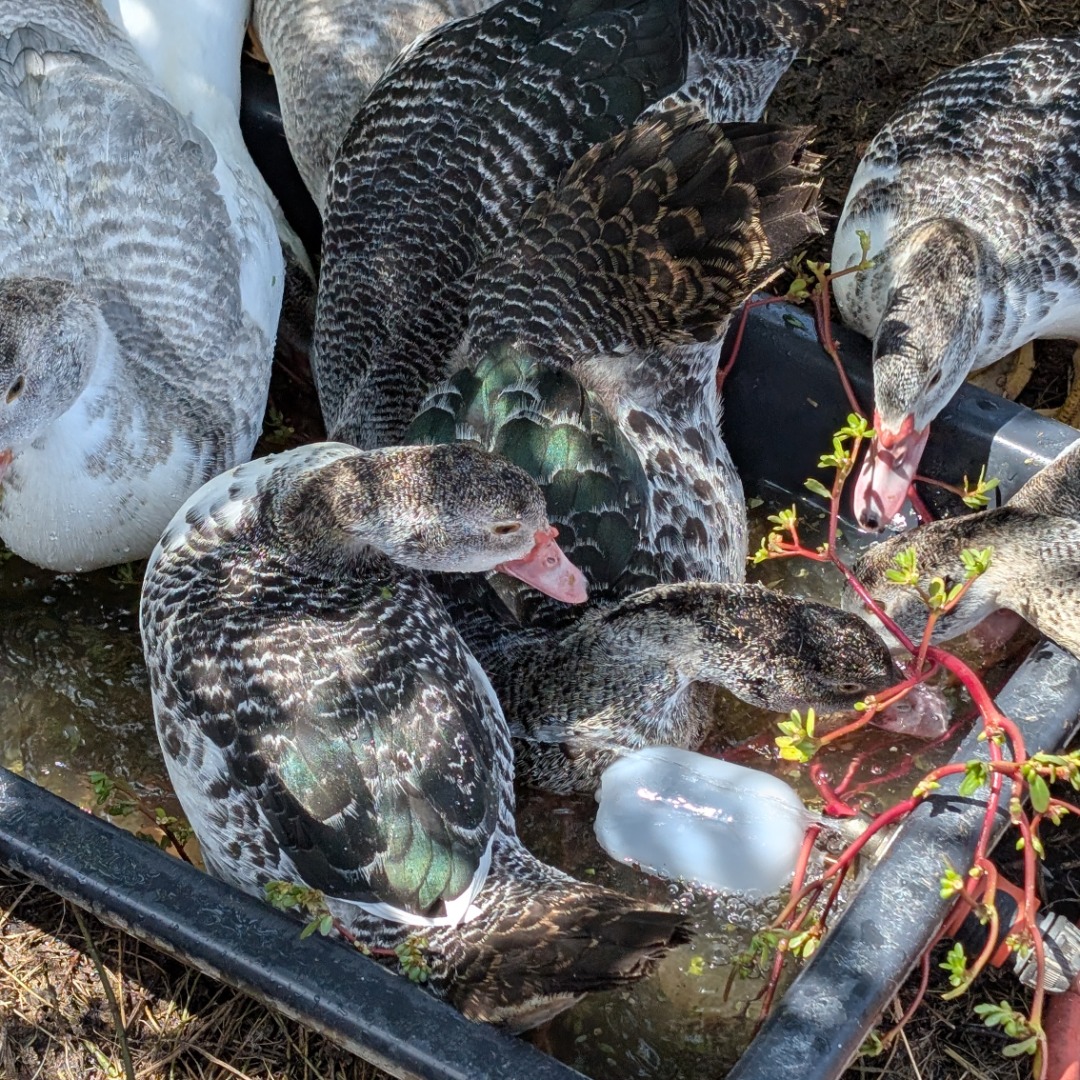 The ducks are loving the purslane/beldroega.