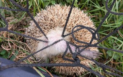 A hedgehog got caught up in a net. Fortunately, we saw it in time and we were able to set it free. One of the legs was quite swollen but after a little nap, and once it was dark, our visitor continued the journey.