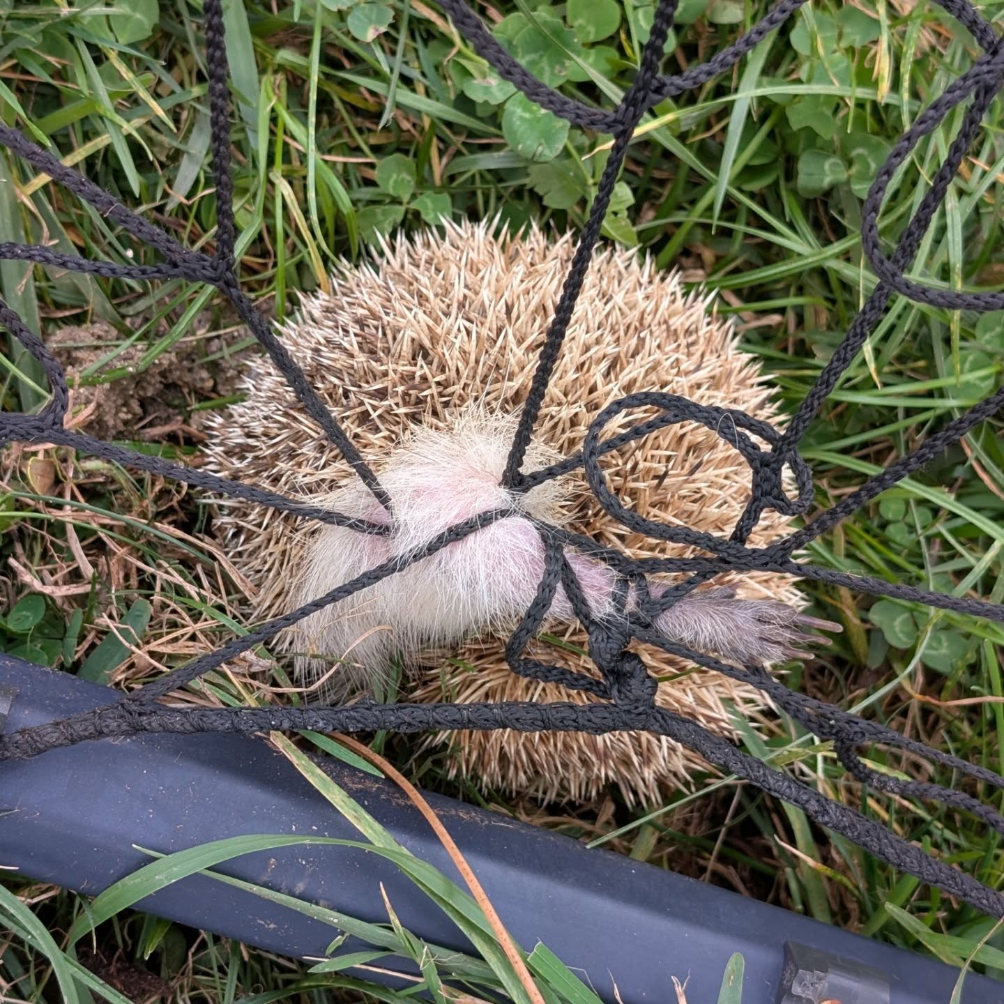 A hedgehog got caught up in a net. Fortunately, we saw it in time and we were able to set it free. One of the legs was quite swollen but after a little nap, and once it was dark, our visitor continued the journey.