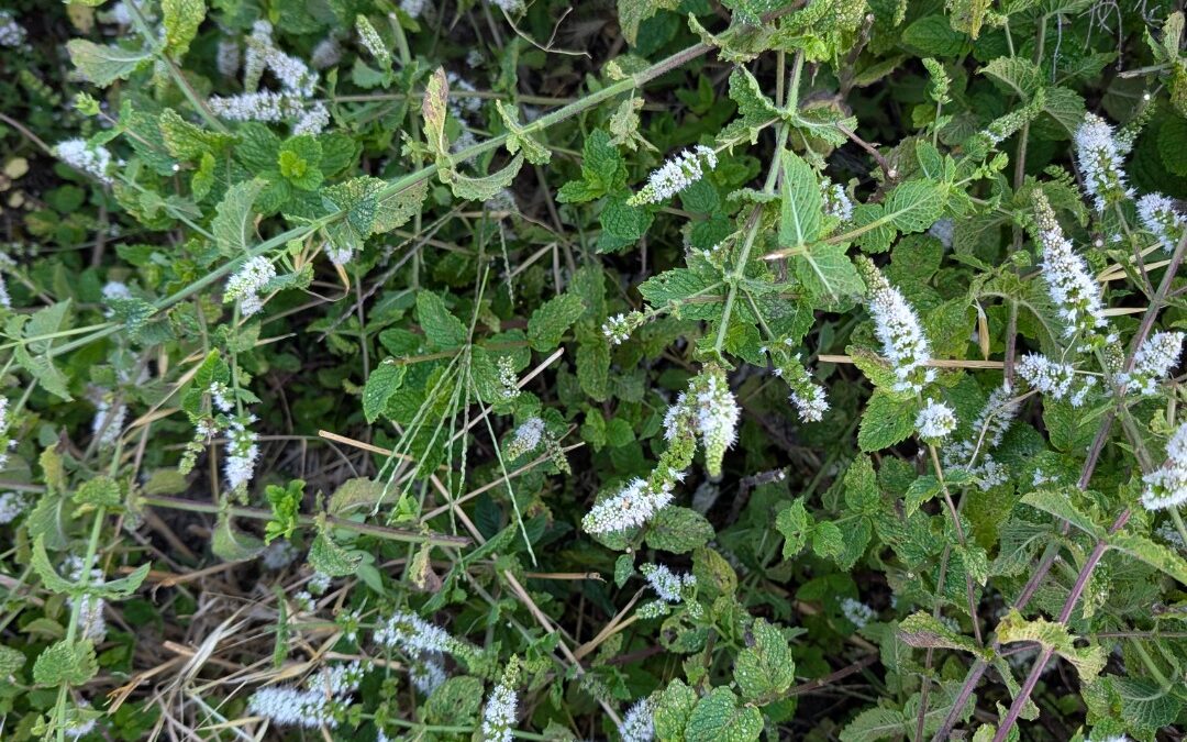A couple of Asian wasps paid us a visit this morning and were still around late afternoon.
