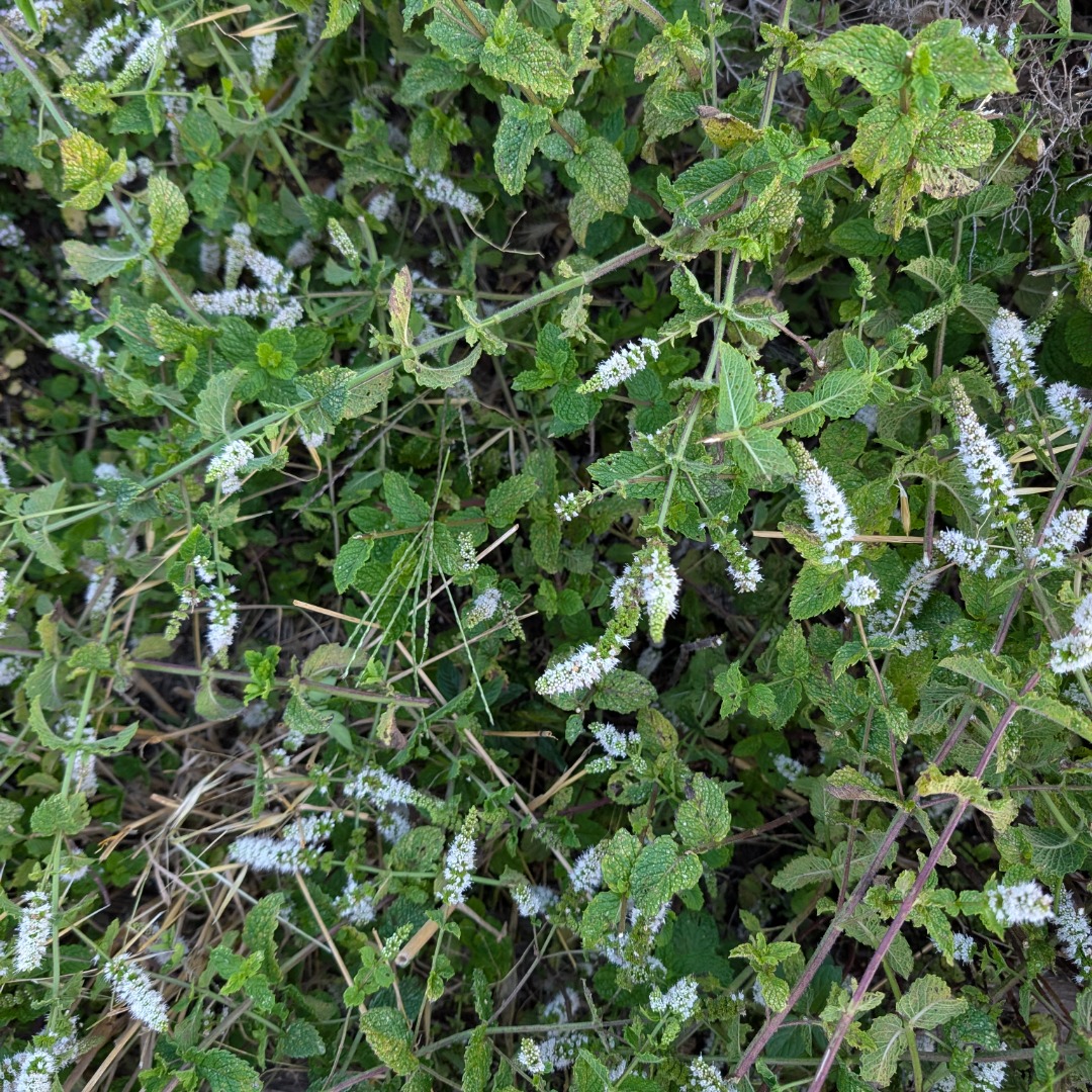 A couple of Asian wasps paid us a visit this morning and were still around late afternoon.