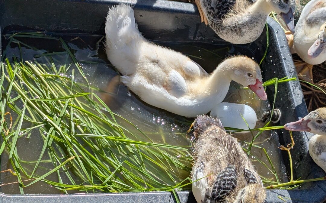 The ducklings are thriving and loving the fresh grash