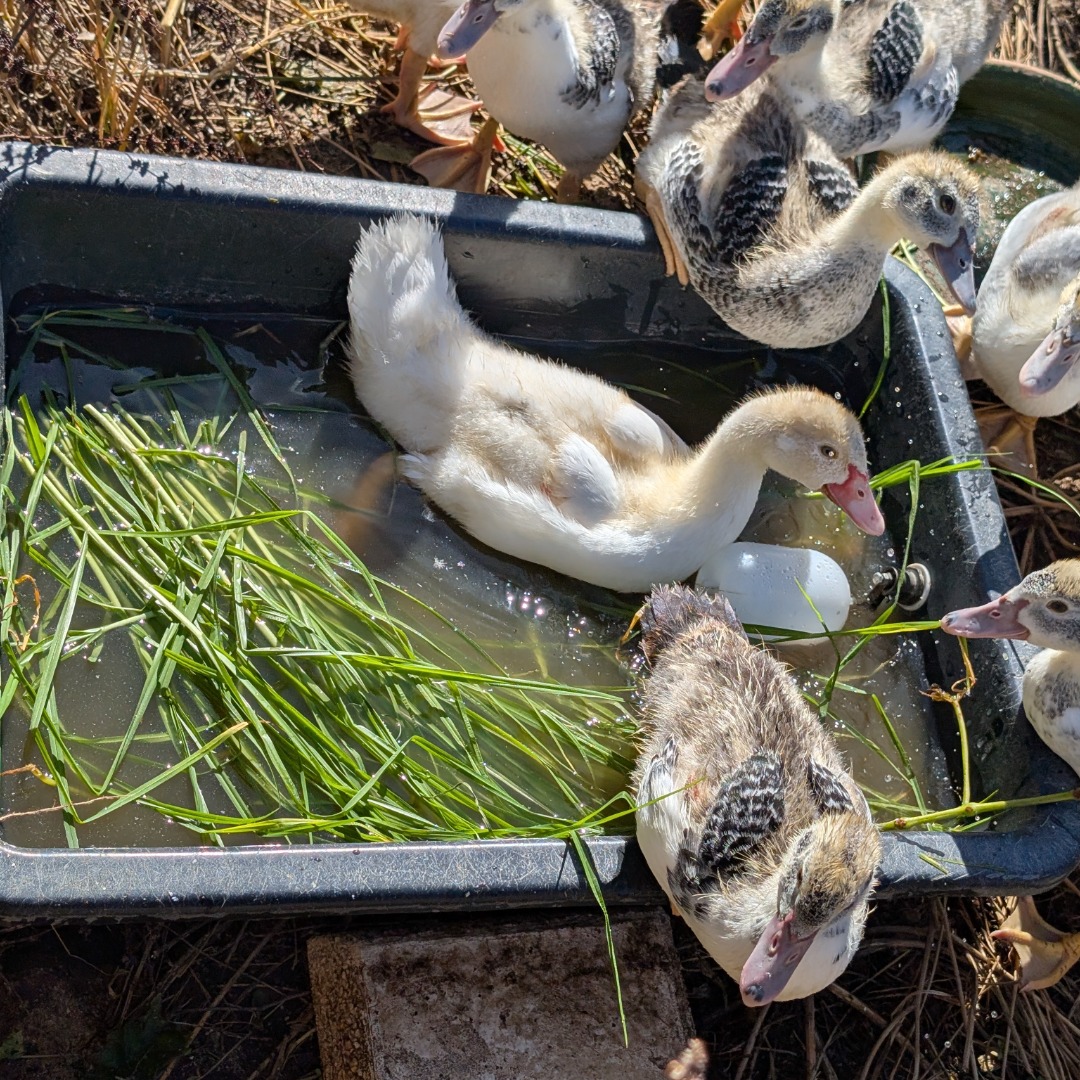 The ducklings are thriving and loving the fresh grash