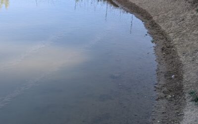 The duck pond is clean again!