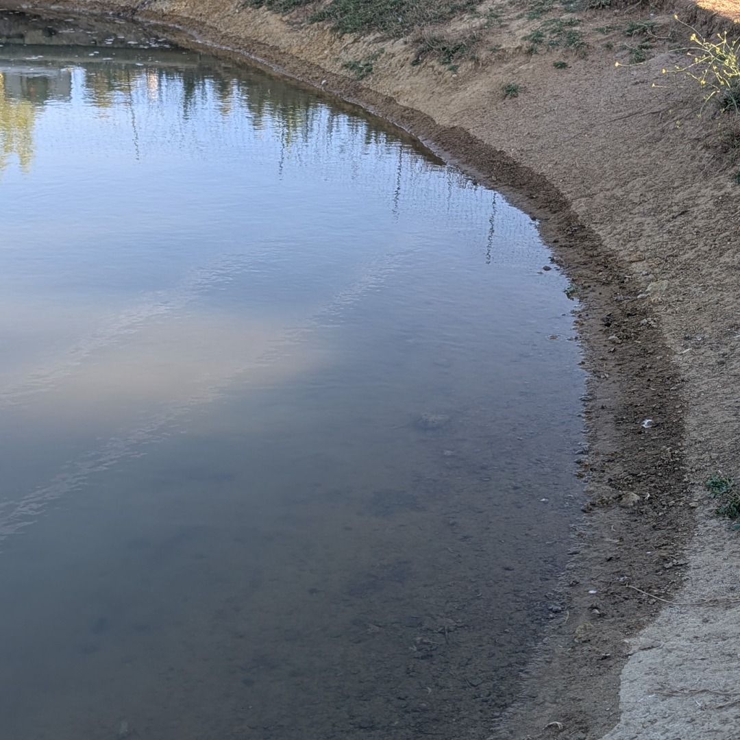 The duck pond is clean again!