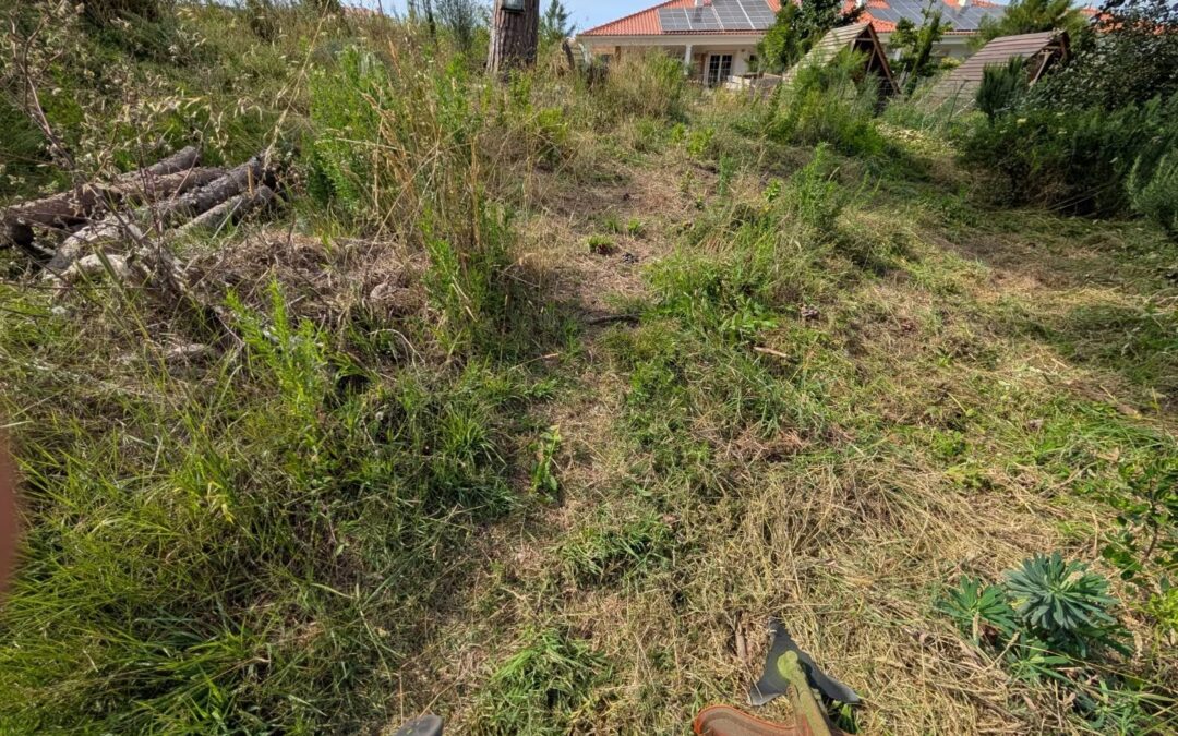 Cleaning the area around this big pine tree.