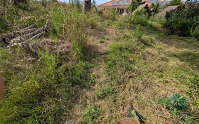 Cleaning the area around this big pine tree.