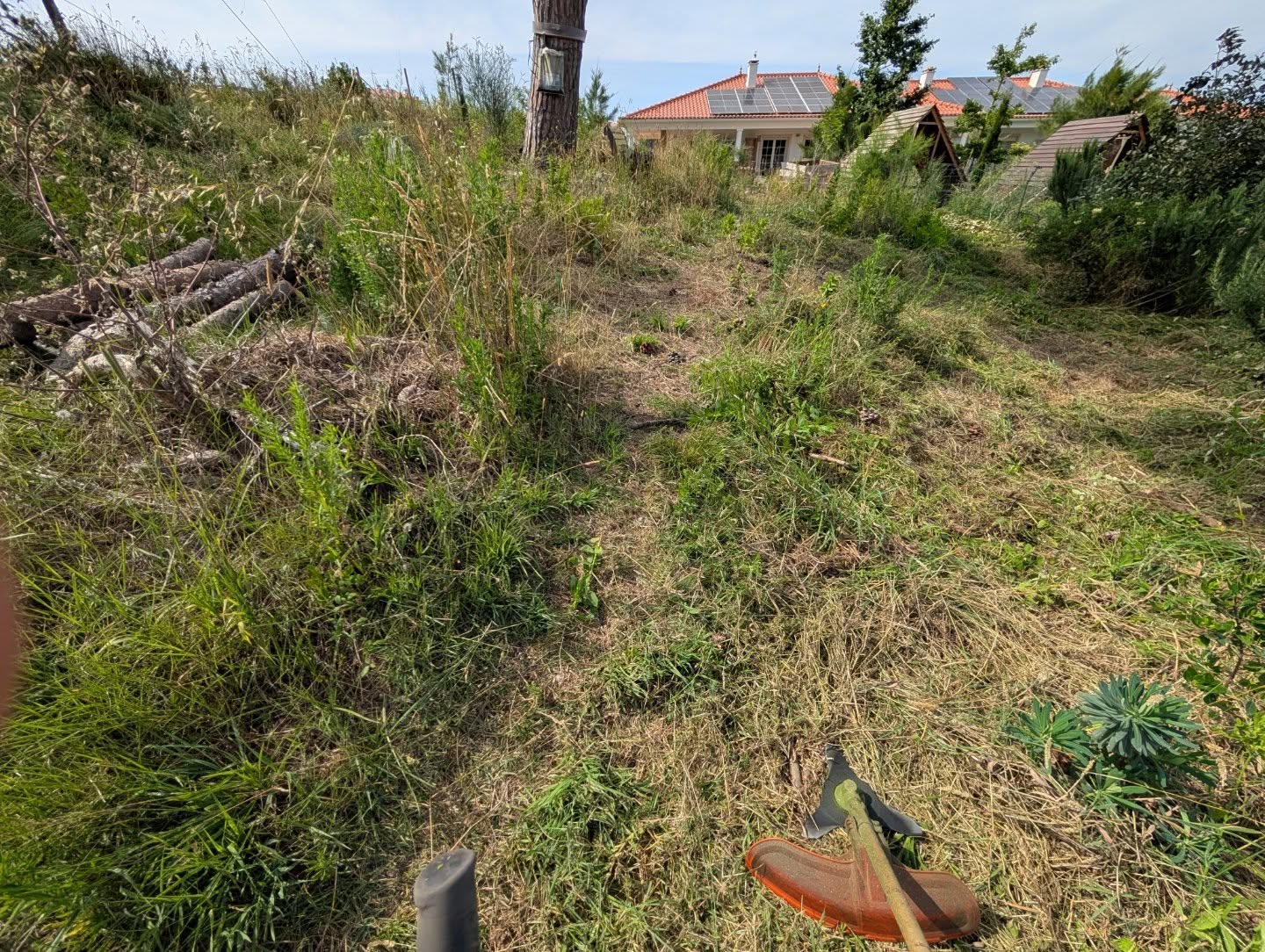 Cleaning the area around this big pine tree.