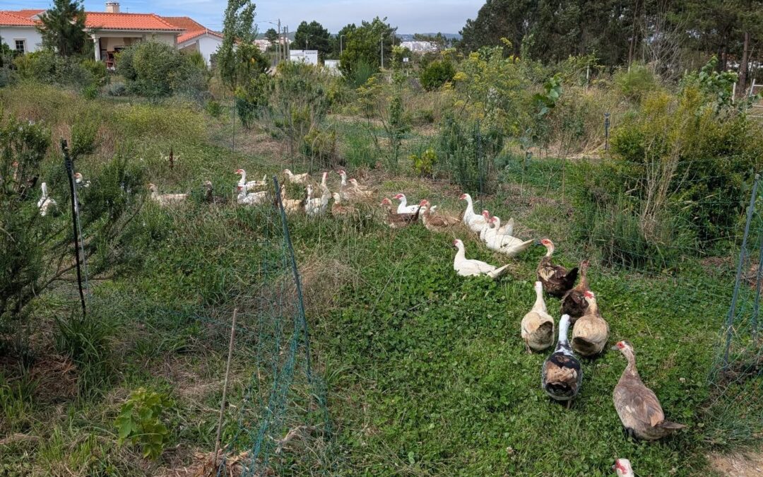Fresh grass for the ducks.