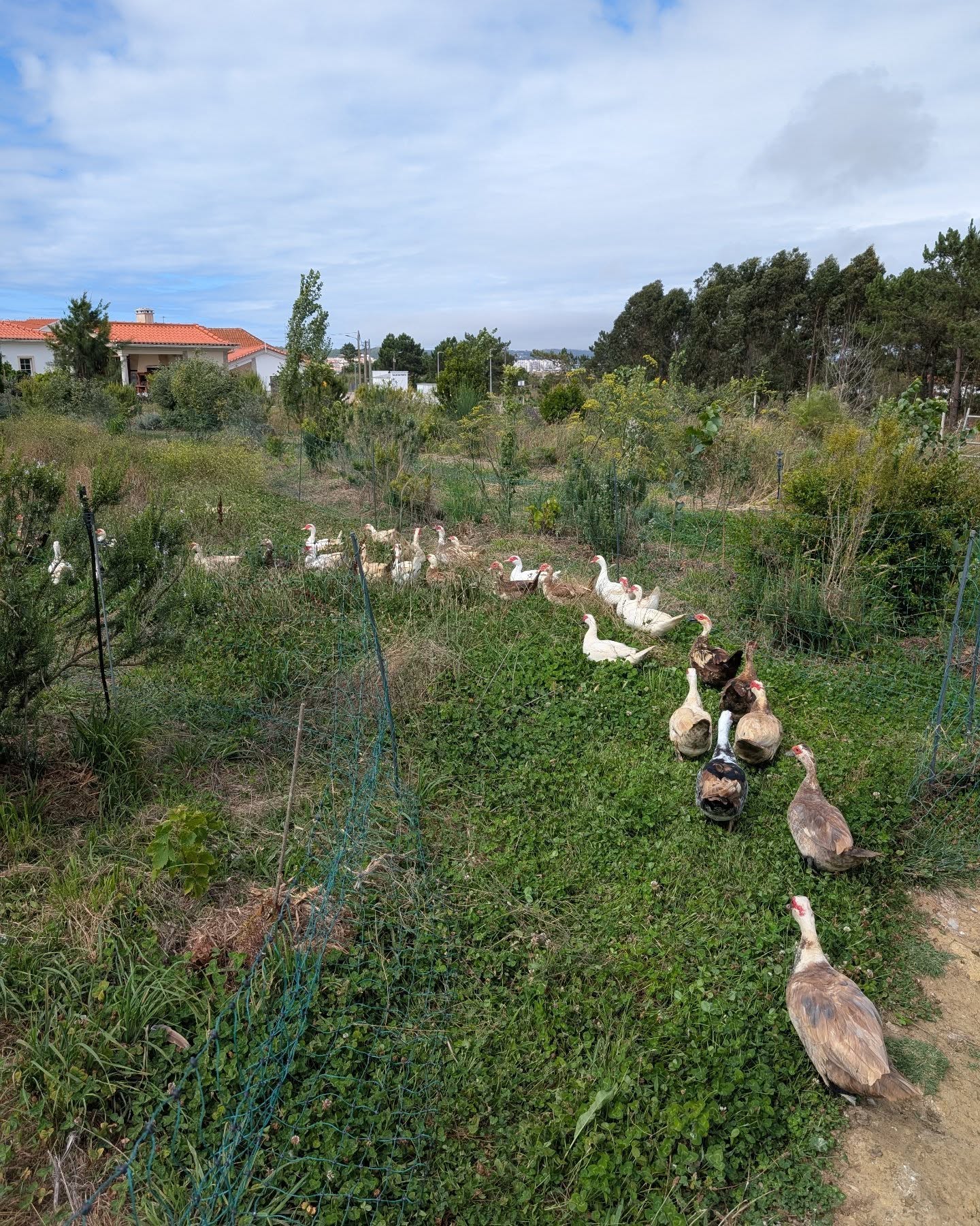 Fresh grass for the ducks.