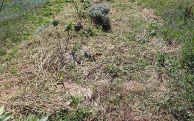 Cleaning tree lines in zone 2.