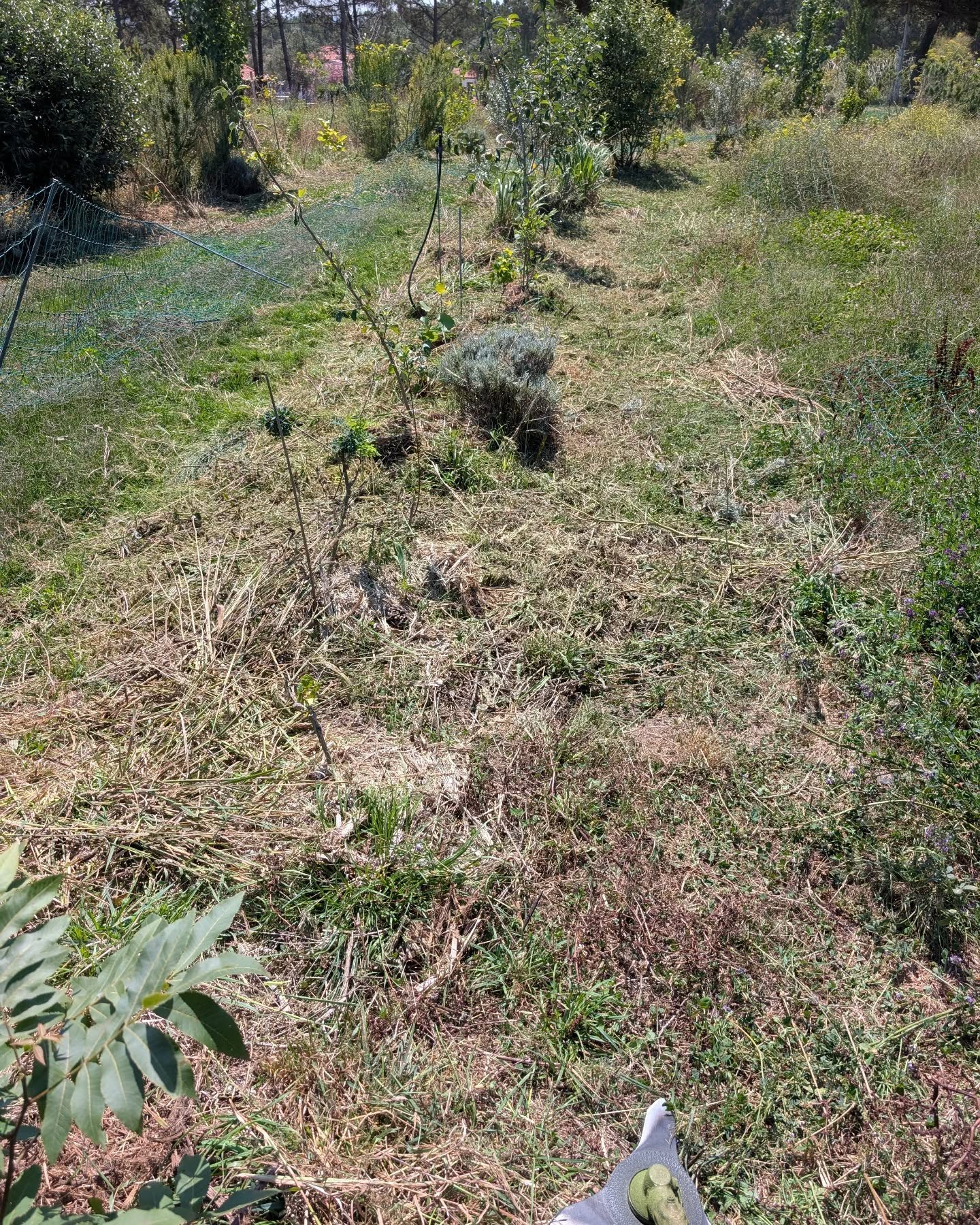 Cleaning tree lines in zone 2.