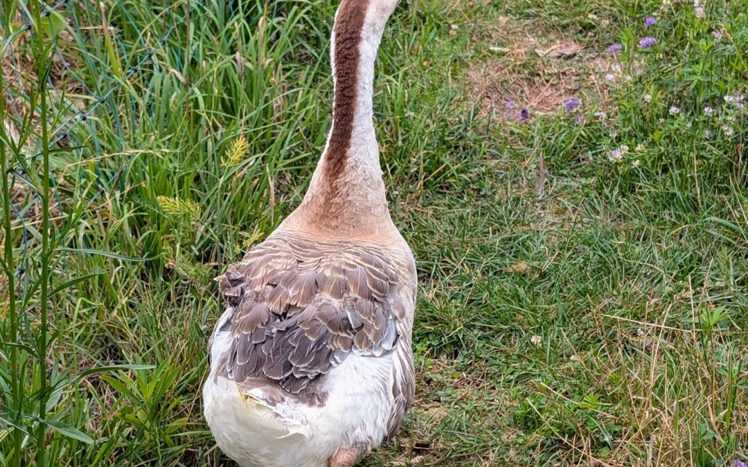 One of our beautiful geese got completely entangled in the fence. For once, she seemed glad to be on our lap and allowed us to take care of her as we slowly and carefully untangled the knots, especially those around one of her legs.