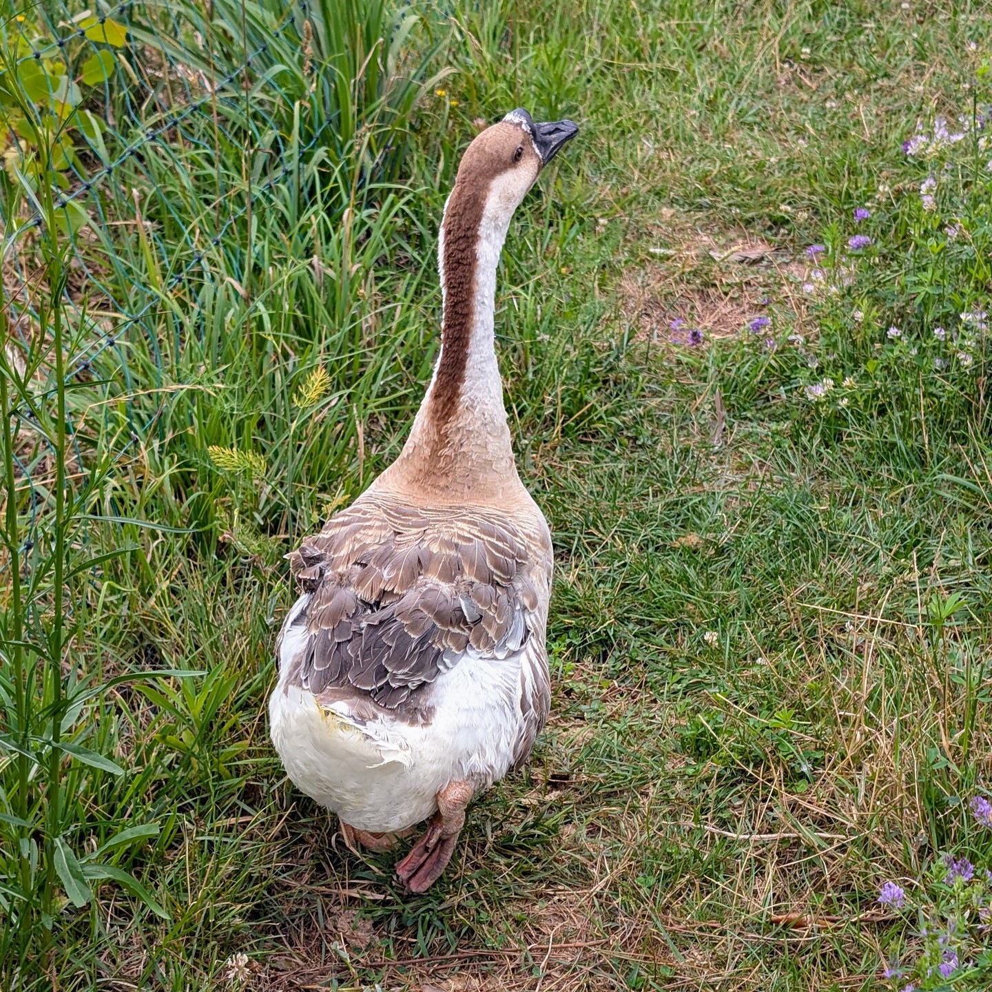 One of our beautiful geese got completely entangled in the fence. For once, she seemed glad to be on our lap and allowed us to take care of her as we slowly and carefully untangled the knots, especially those around one of her legs.