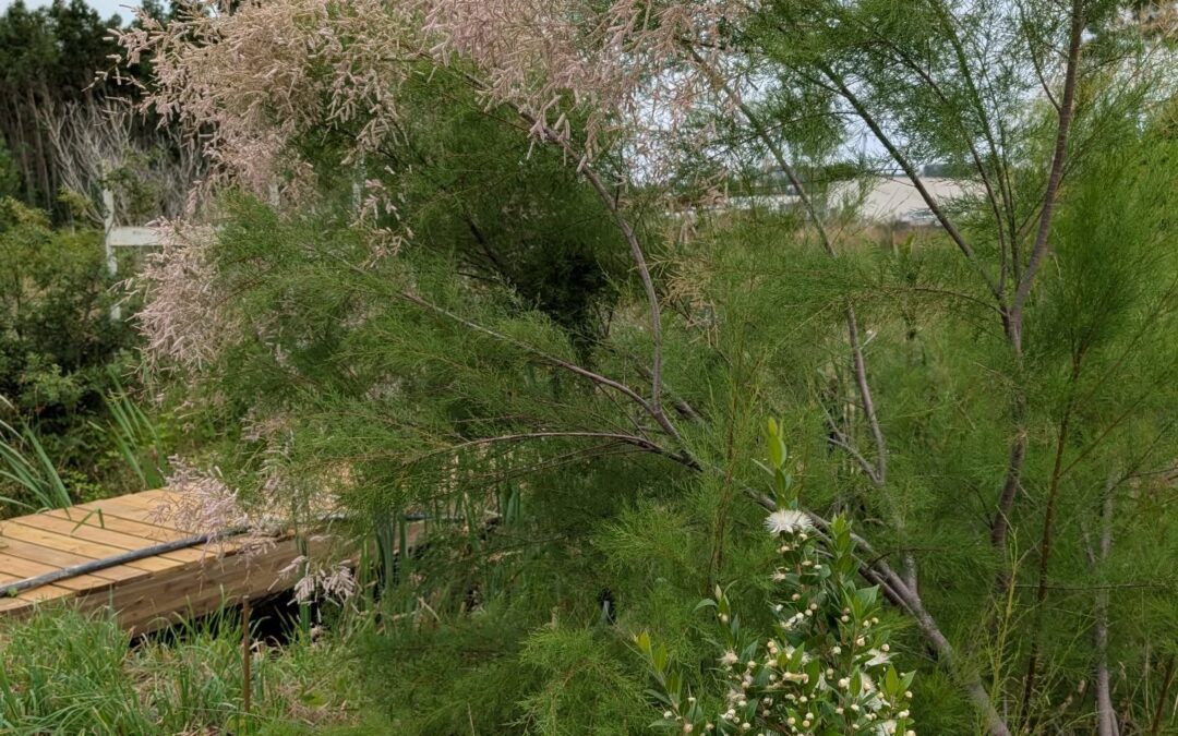 Flowering myrtle and tamarisk.