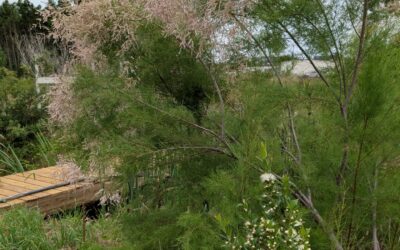 Flowering myrtle and tamarisk.