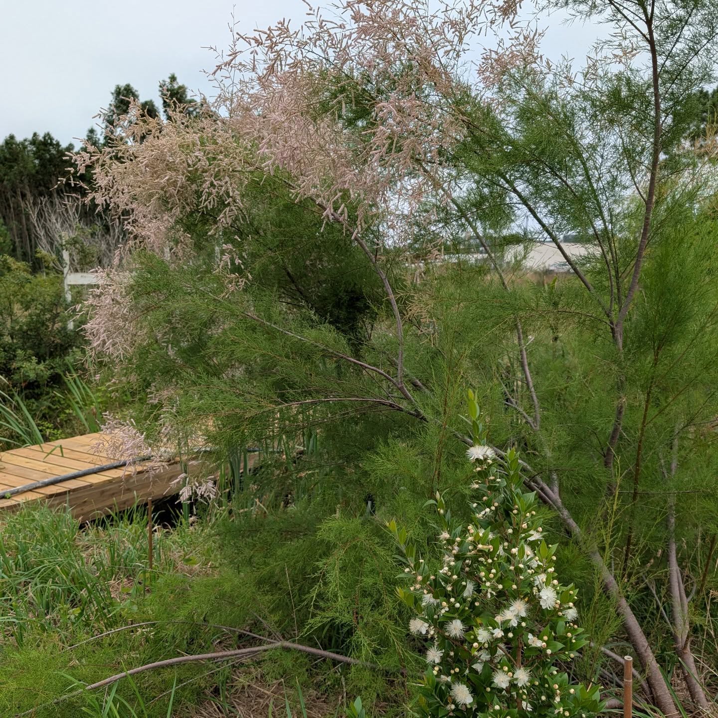 Flowering myrtle and tamarisk.