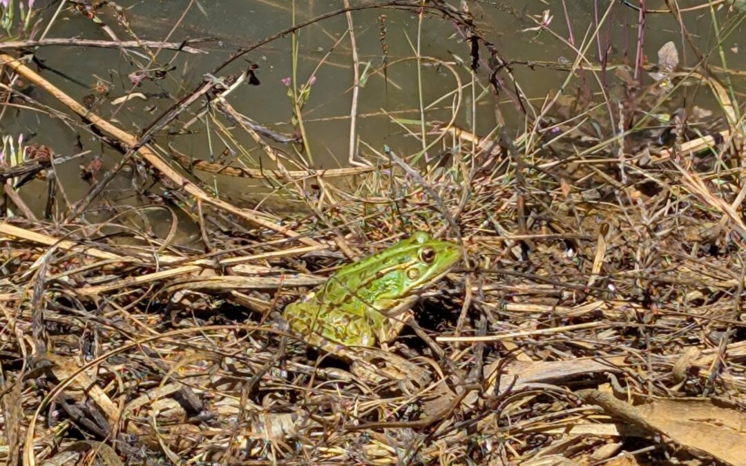 Frogs of the west pond.