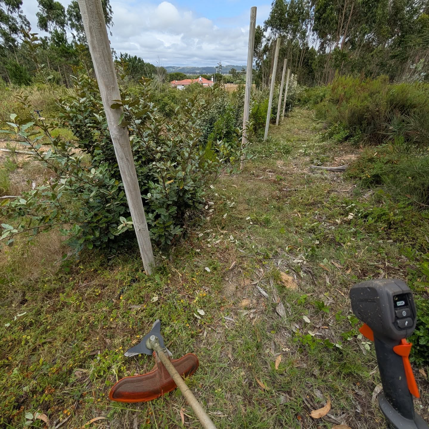 Cleaning a fire break around the south and west border.