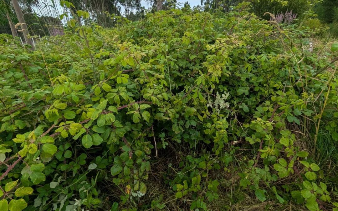 Clearing these thick brambles to make room for a new irrigation pipe layout.