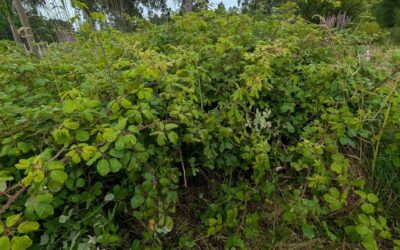 Clearing these thick brambles to make room for a new irrigation pipe layout.