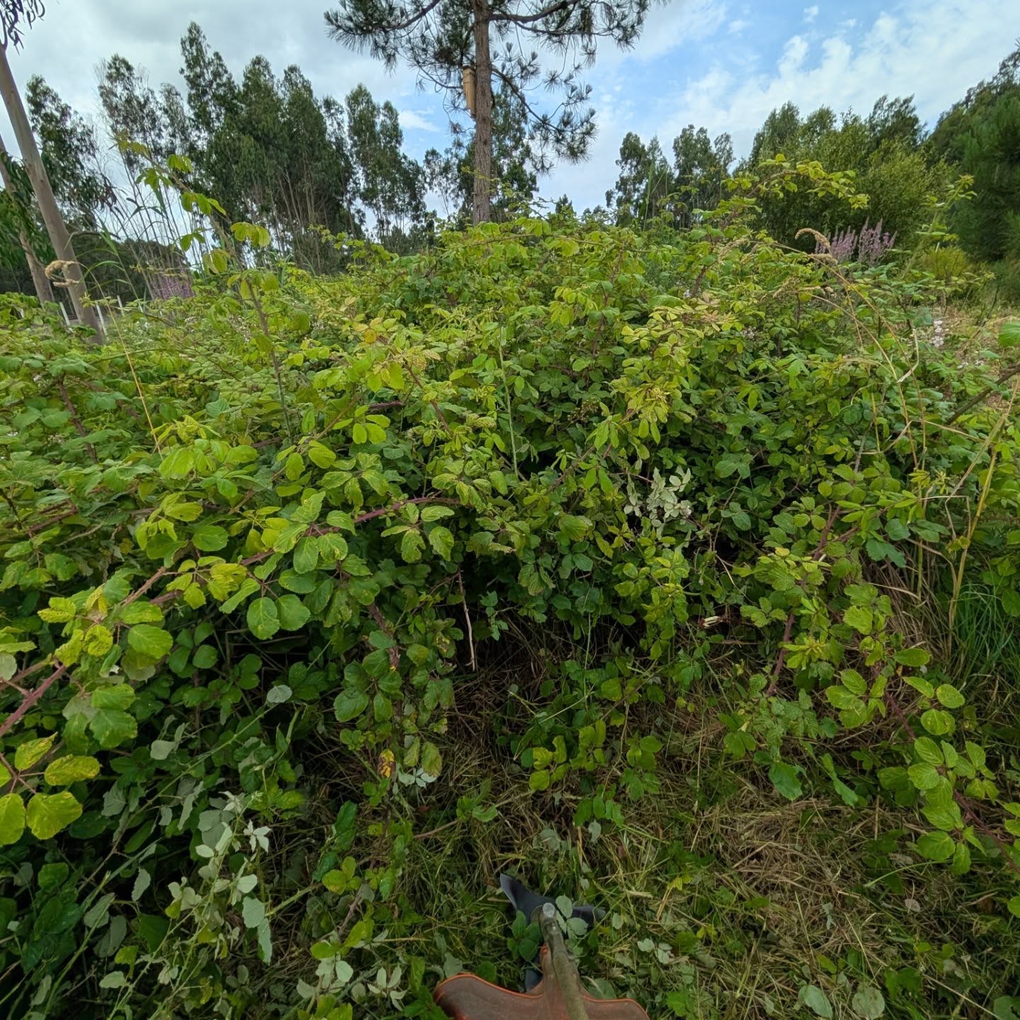 Clearing these thick brambles to make room for a new irrigation pipe layout.