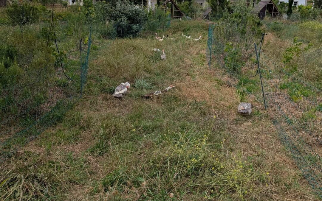 Fresh pasture for the ducks.