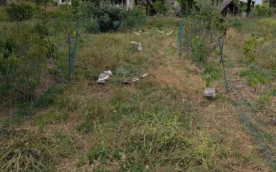 Fresh pasture for the ducks.