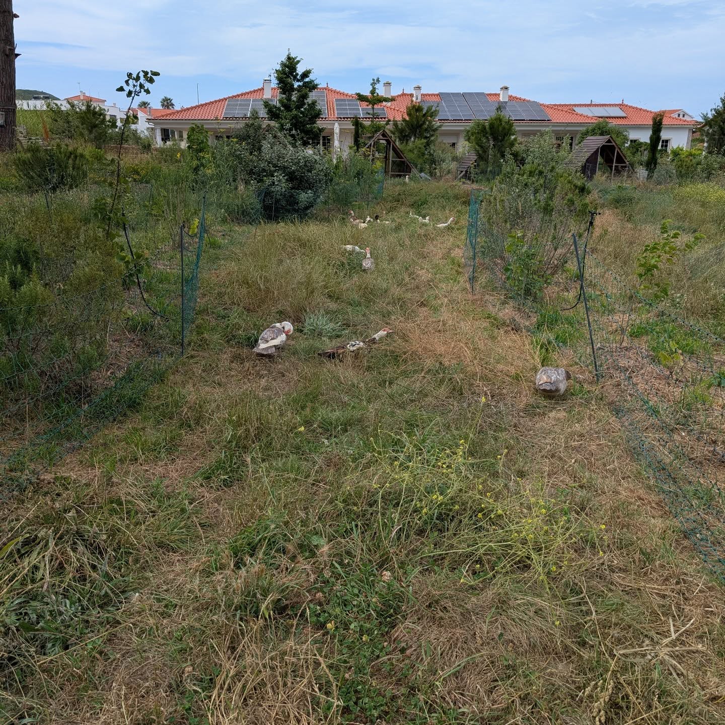 Fresh pasture for the ducks.