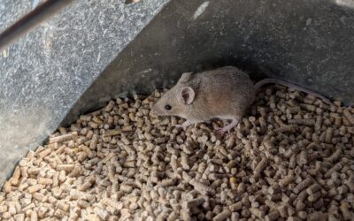 This little guy was hiding in the bag of duck feed and needed help to escape the feeder.