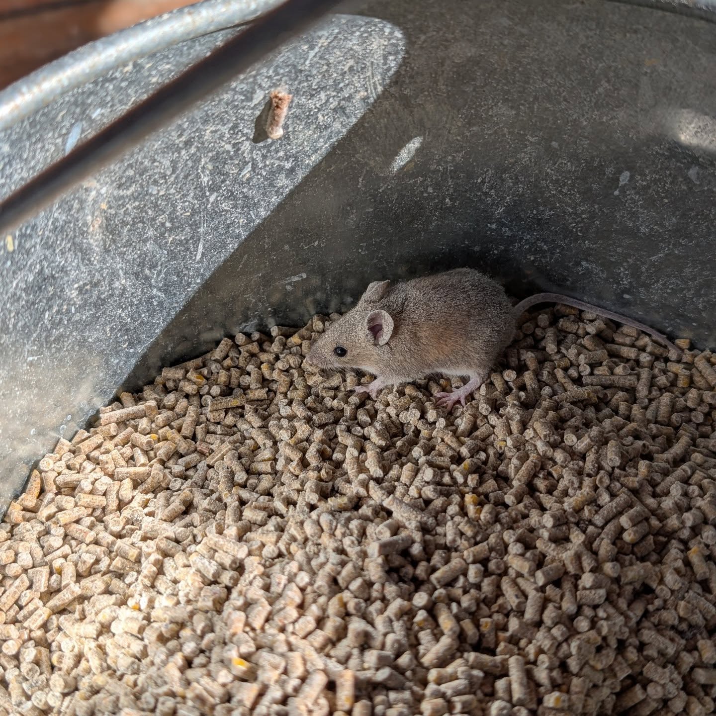 This little guy was hiding in the bag of duck feed and needed help to escape the feeder.