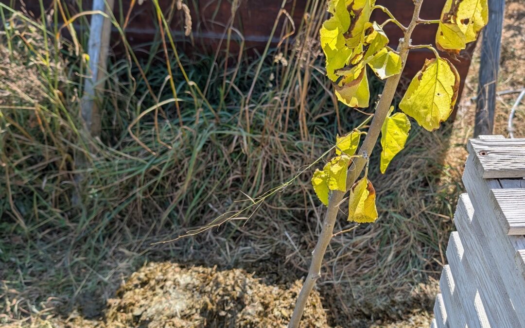 As our garden matures, we’re seeing more shade from the fastest-growing plants, which helps protect the smaller ones on hot days like this.