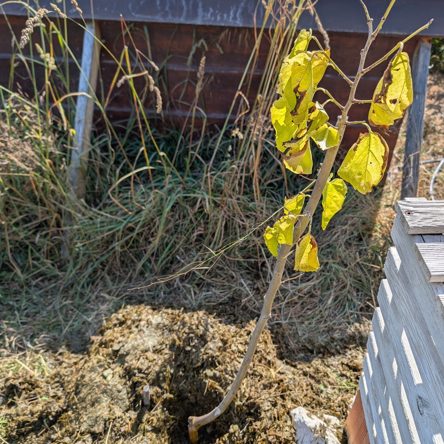 As our garden matures, we’re seeing more shade from the fastest-growing plants, which helps protect the smaller ones on hot days like this.