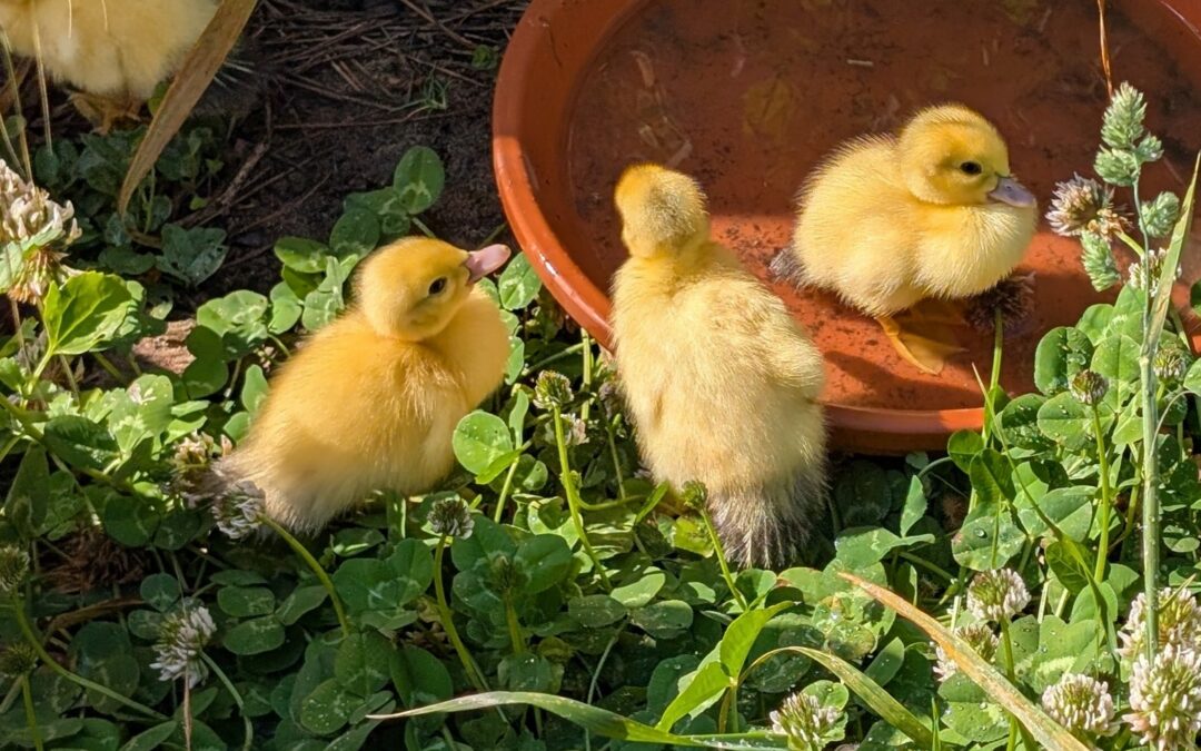 Aren’t they beautiful?