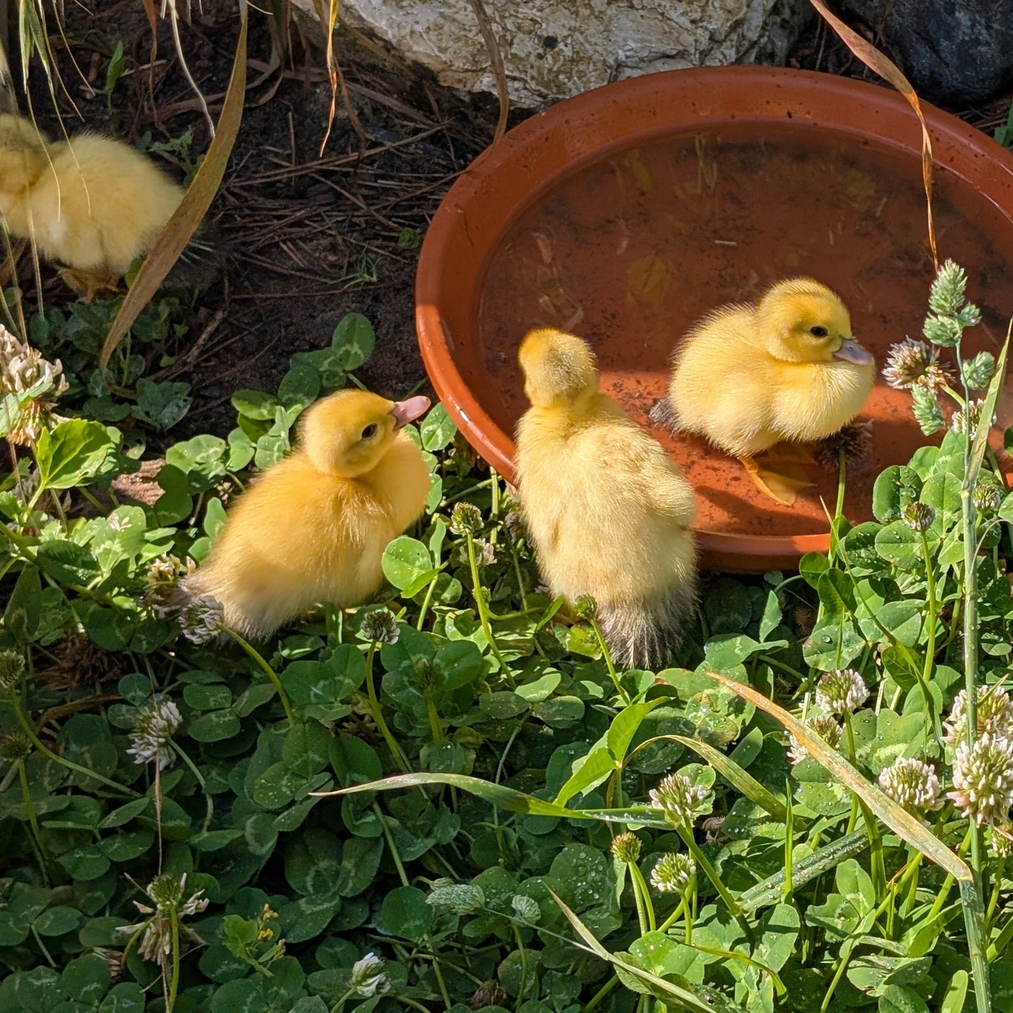 Aren’t they beautiful?