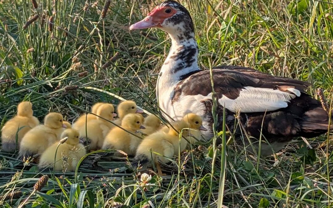 The ducklings have hatched!