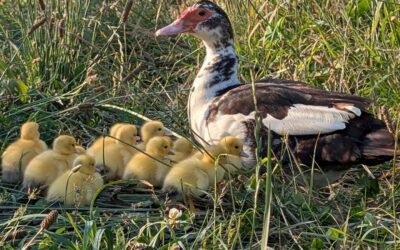 The ducklings have hatched!