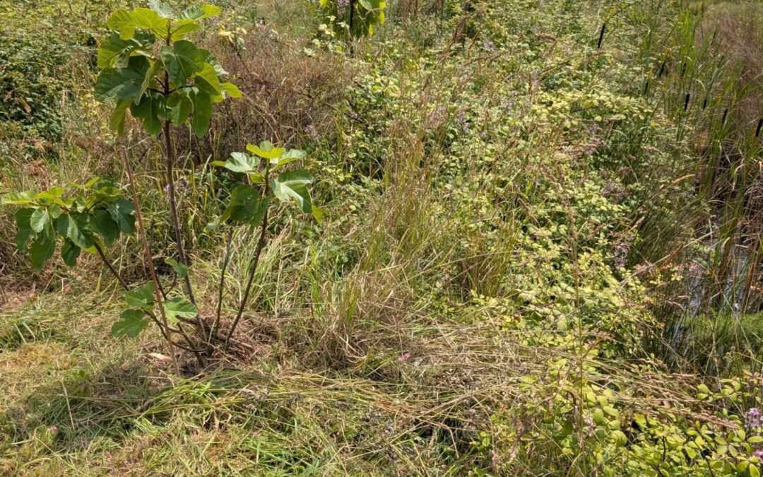 Cleaning along the east swale berm.