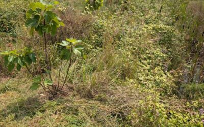 Cleaning along the east swale berm.