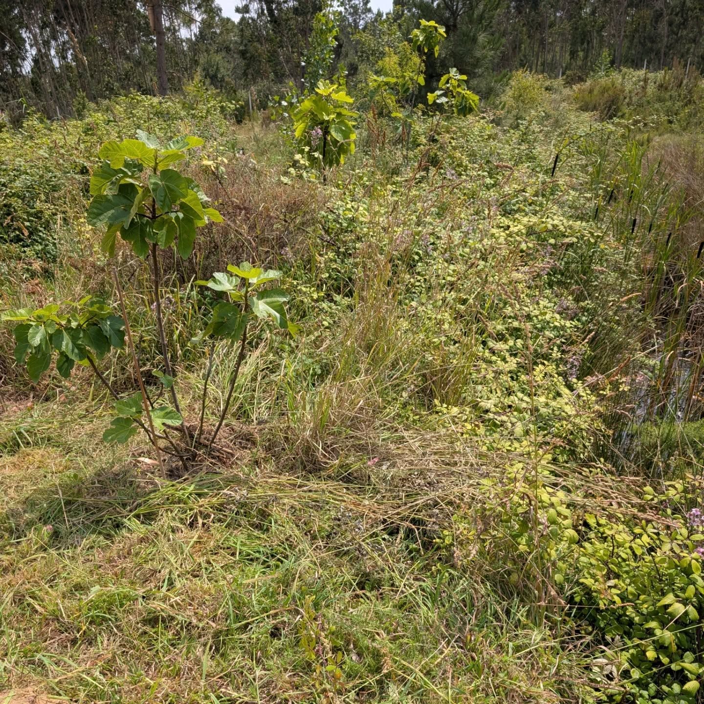 Cleaning along the east swale berm.