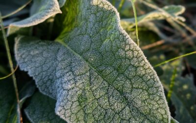 First frost of the season, earlier than typical so far.